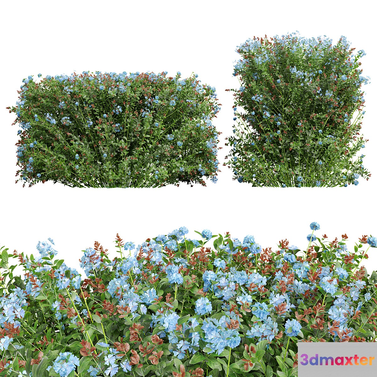 New Plant Ceratostigma Plumbaginoides Bleiwurz Box
