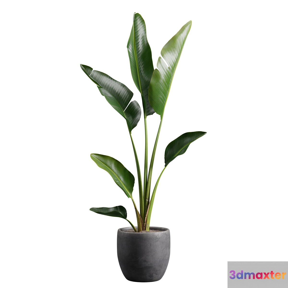 Strelitzia Nicolai in Pot