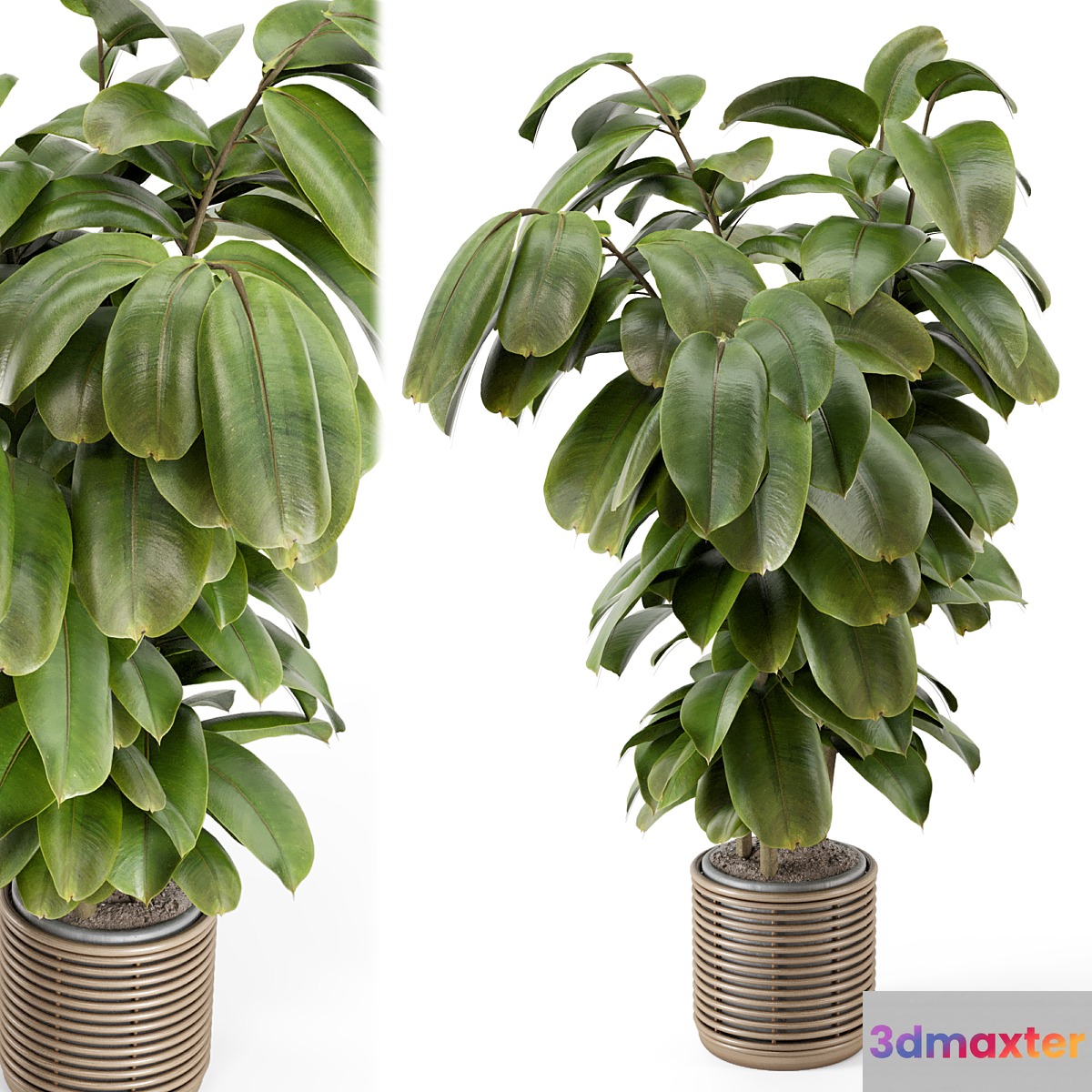Indoor Plant in Natural Rattan Pot on Wood Base - Set 1071
