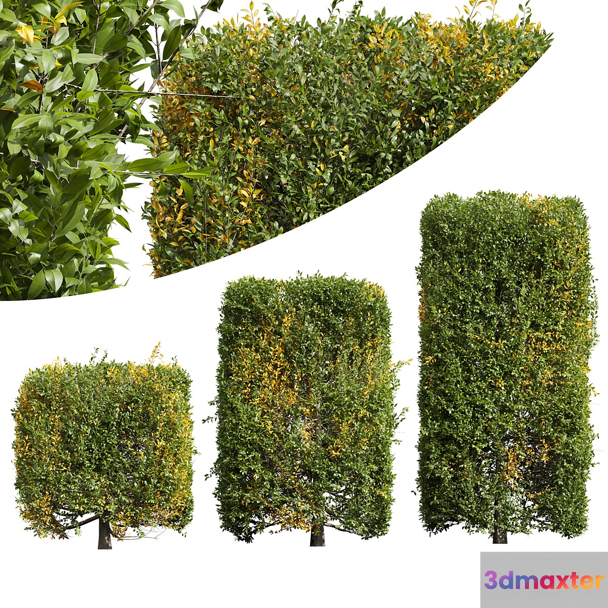 New Plant Ligustrum Quihoui Privet Pruned Box
