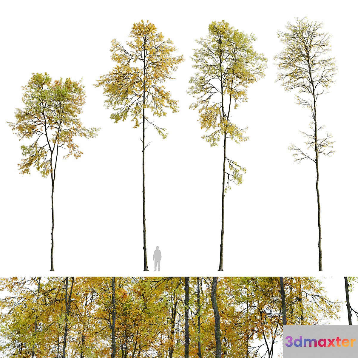 Autumn forest trees 3D Max