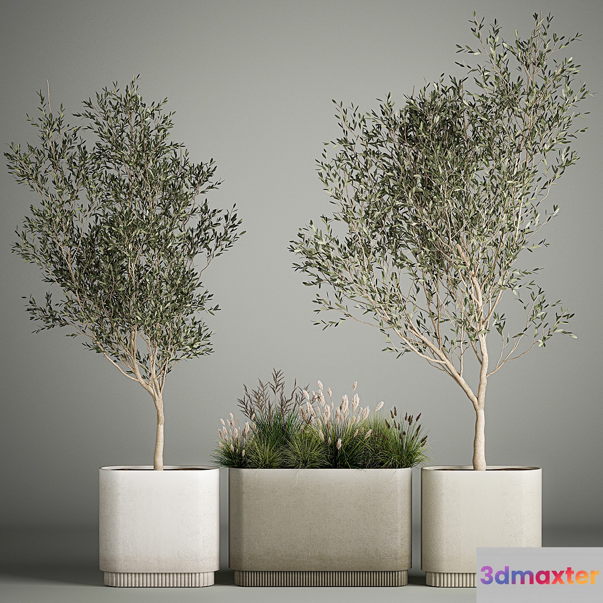 Collection of plants decorative olive trees in outdoor flowerpots for the interior with bushes in pots. 1122. - No.2