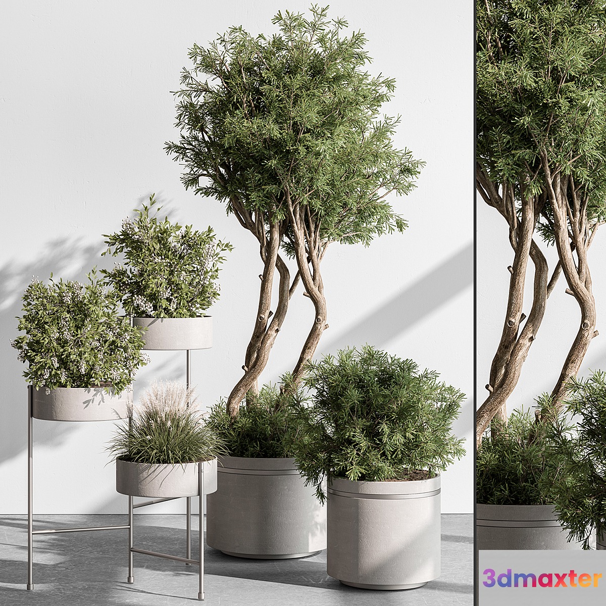 indoor Plant 433 - Tree and Bush - No.3