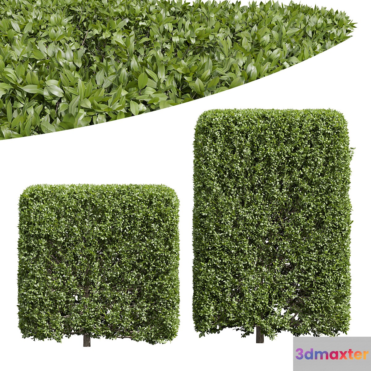 New Plant Ligustrum Quihoui Privet Pruned Box02