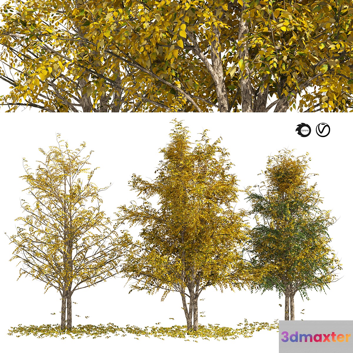 Fall Water birch Trees
