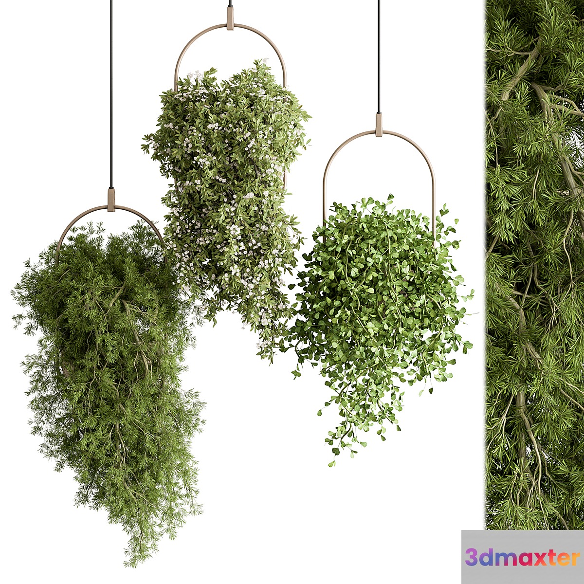indoor Plant 438 - Hanging Plants - No.2
