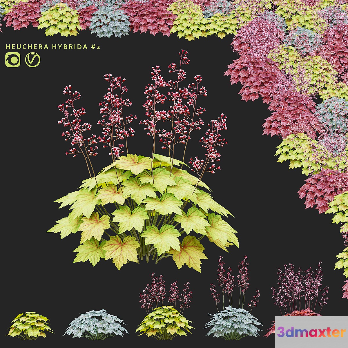 Heuchera hybrid flowers | Heuchera hybrida #2 3D Max