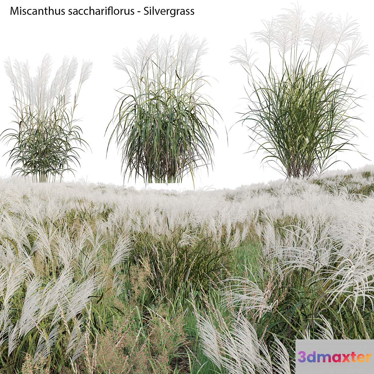 Miscanthus sacchariflorus - Silvergrass 02 3D Max