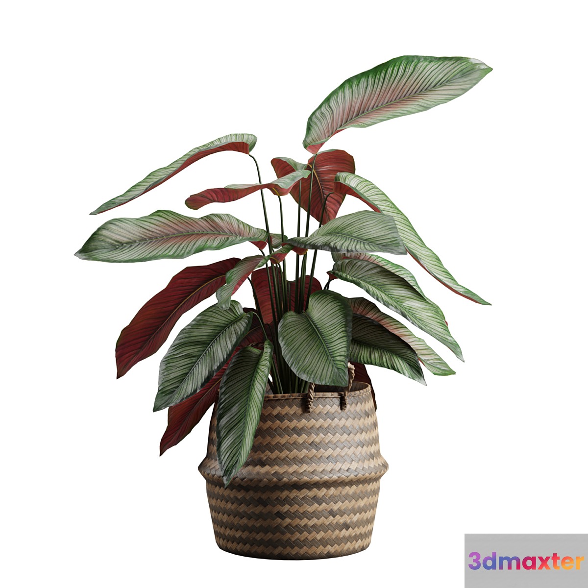 Calathea Ornata in Basket 3D Max