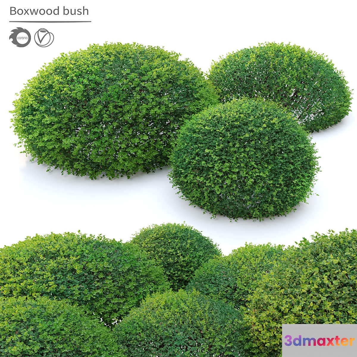 Boxwood 02 3D Max