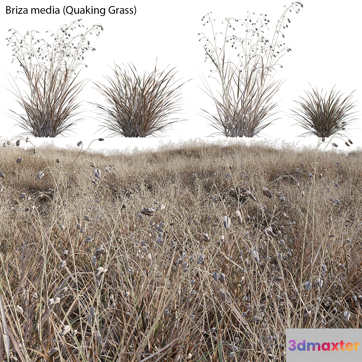 Briza media - Quaking Grass 03 3D Max