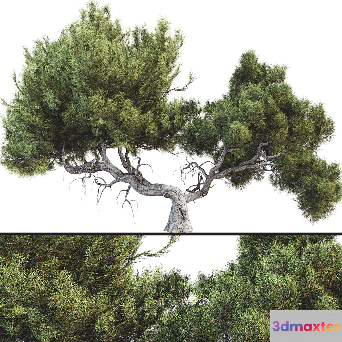 Tree 007 - No.2