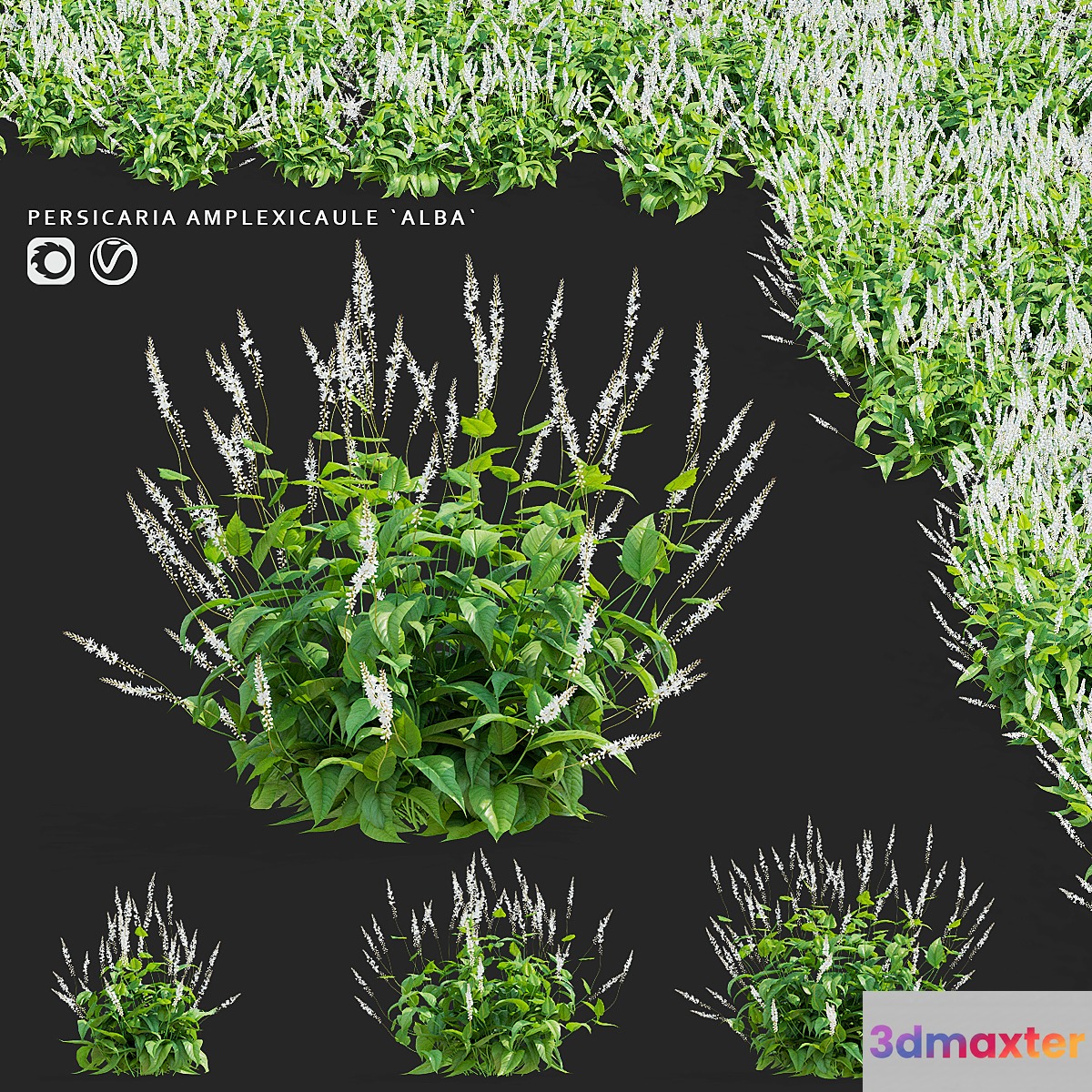 Highlander candle flowers | Persicaria amplexicaule Alba 3D Max