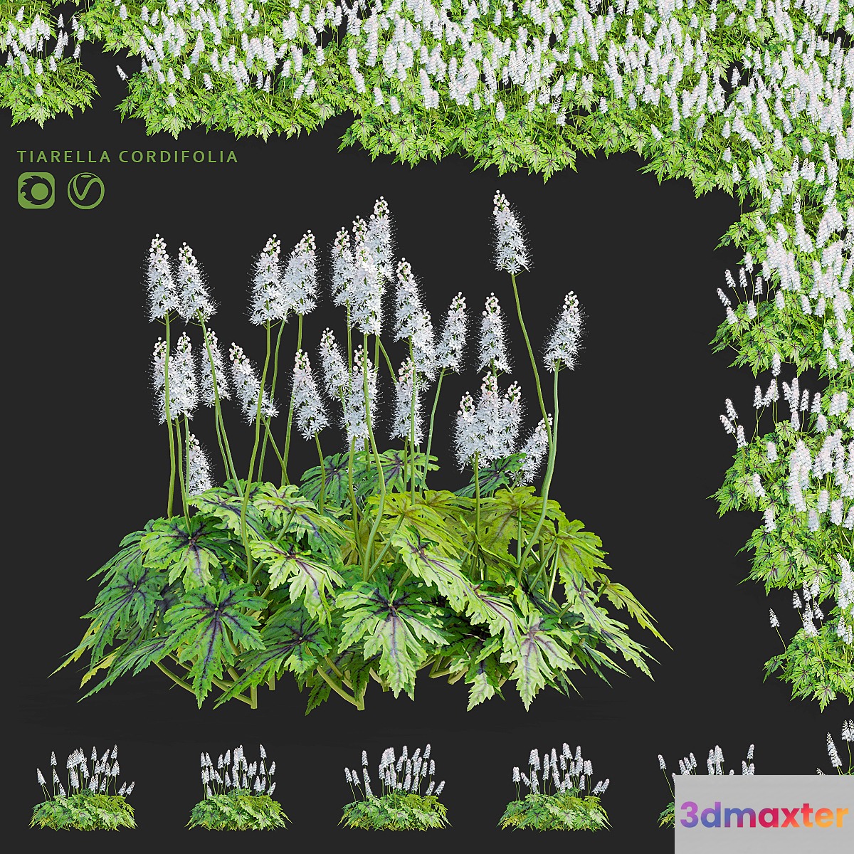 Tyarella cordifolia flowers | Tiarella cordifolia 3D Max