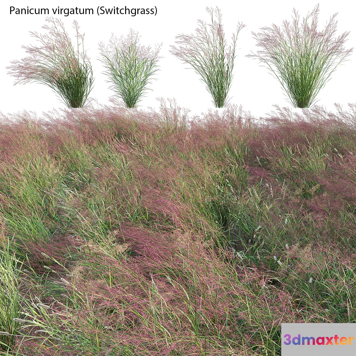 Panicum virgatum (Switchgrass) - No.2