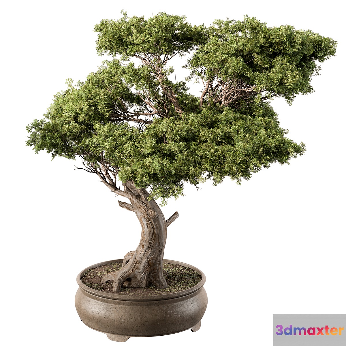 indoor Plant 451 - Bonsai Plant