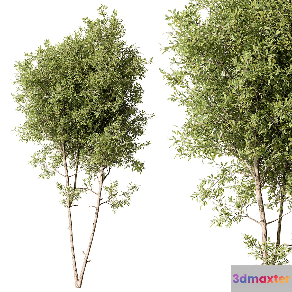 Tree Green Maple - Set 125