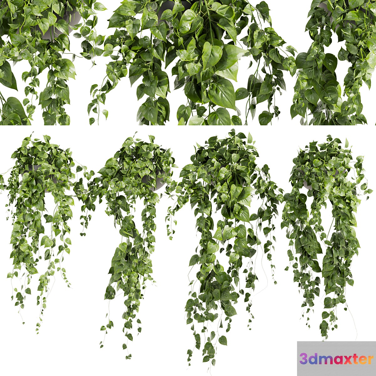Collection plant vol 412 - pothos - hanging - ampelous 3D Max