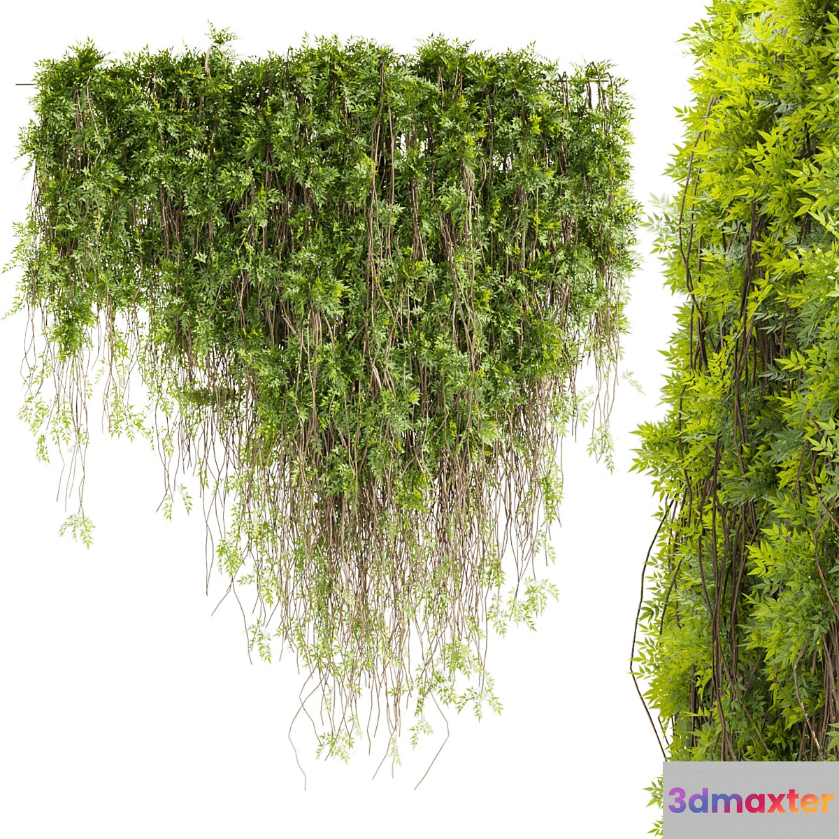 Collection plant vol 415 - leaf - outdoor - ivy 3D Max