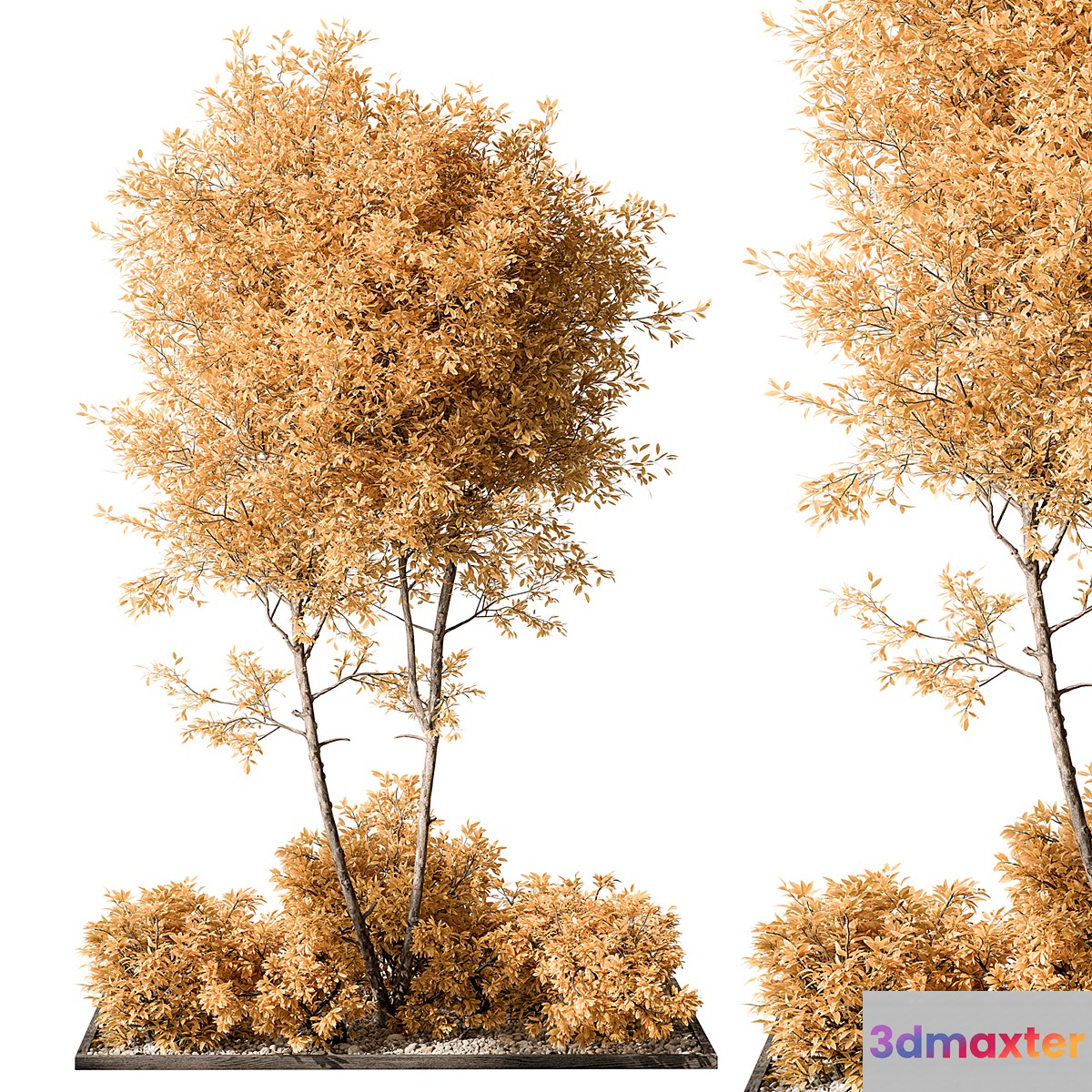 Garden Plants - Outdoor Plants 476 - No.2