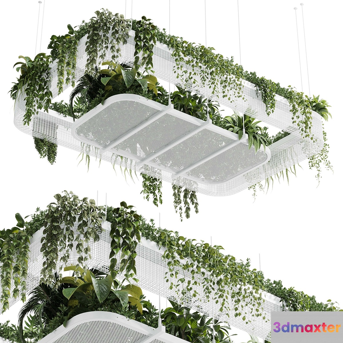 Hanging plants - indoor plant 323 corona - No.3