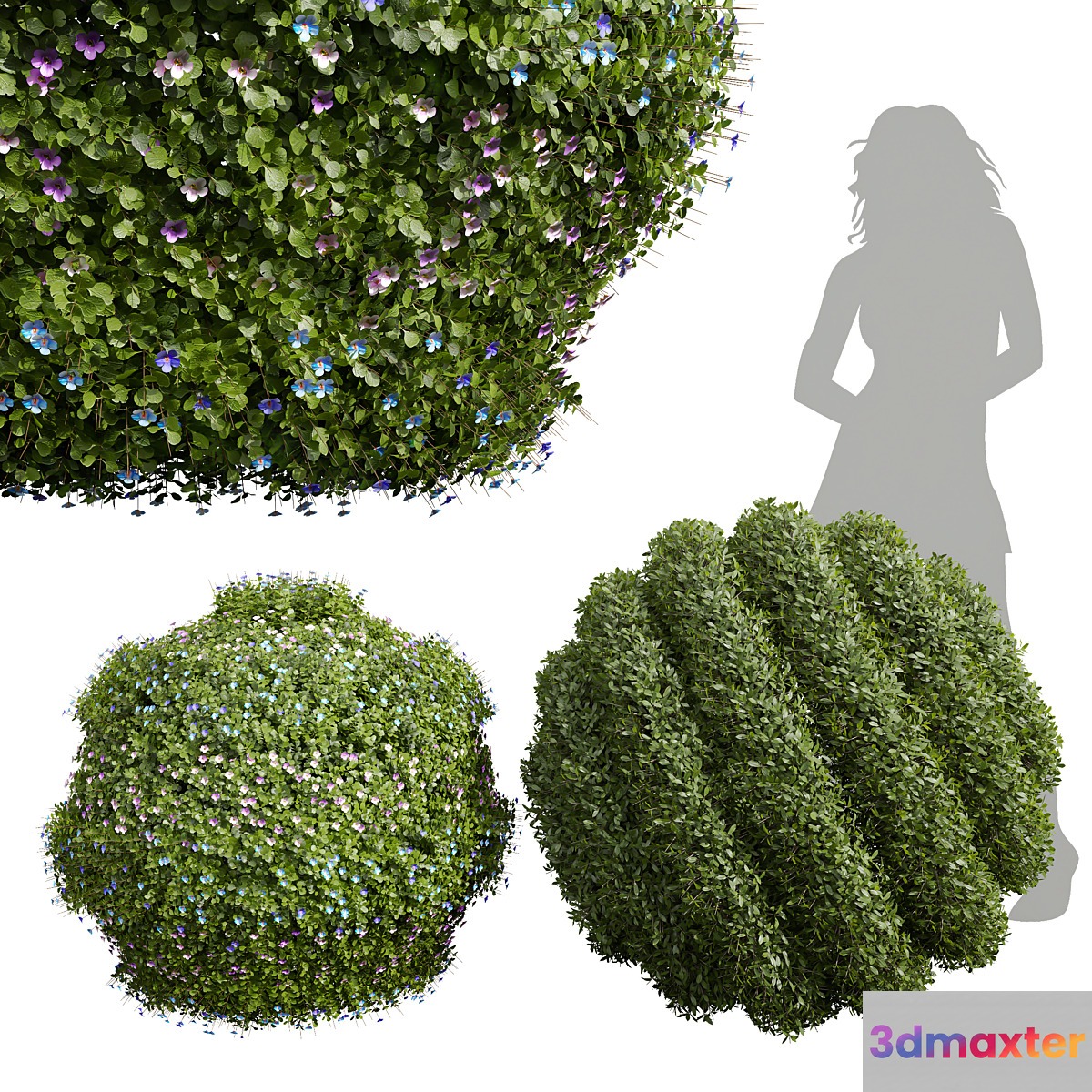 New Plant Bacopa Diffusa Sutera Decorative Ligustrum Quihoui Privet Pruned 3D Max