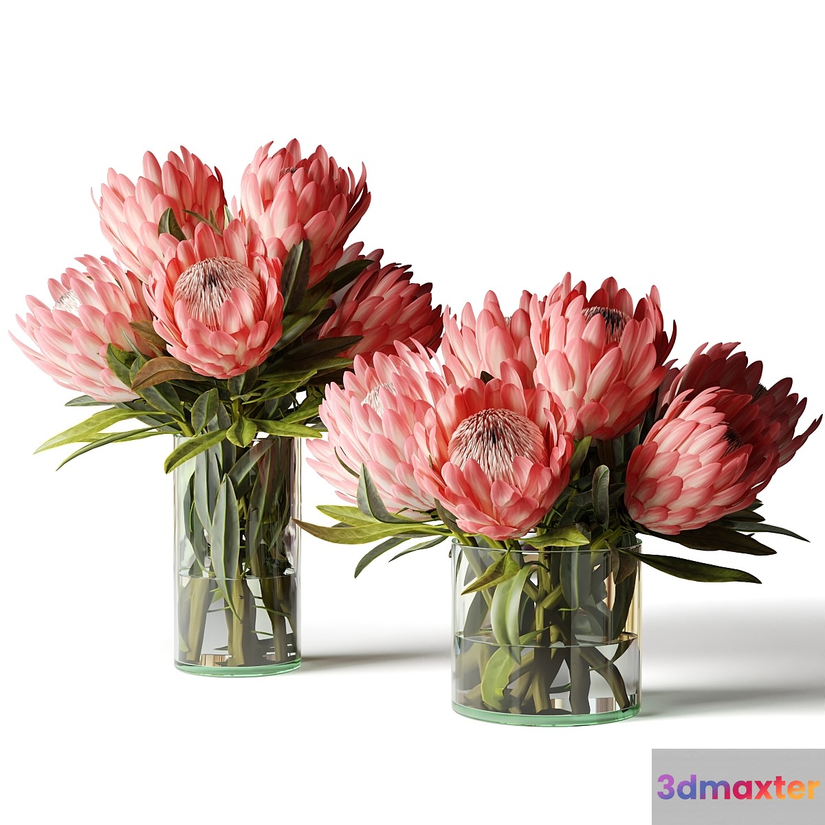 Two bouquets of proteas in glass vases 3D Max