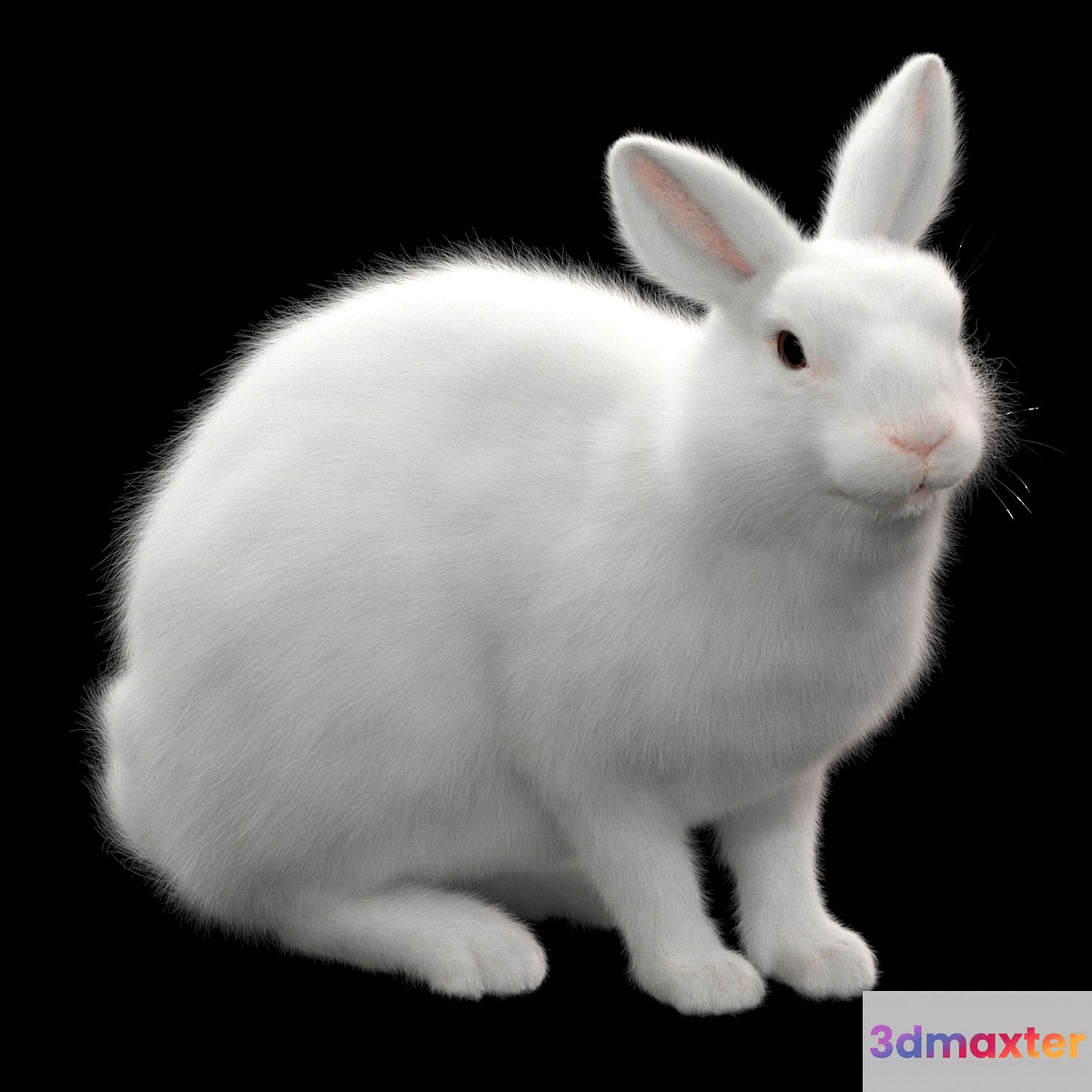 Rabbit - No.2 3D Max