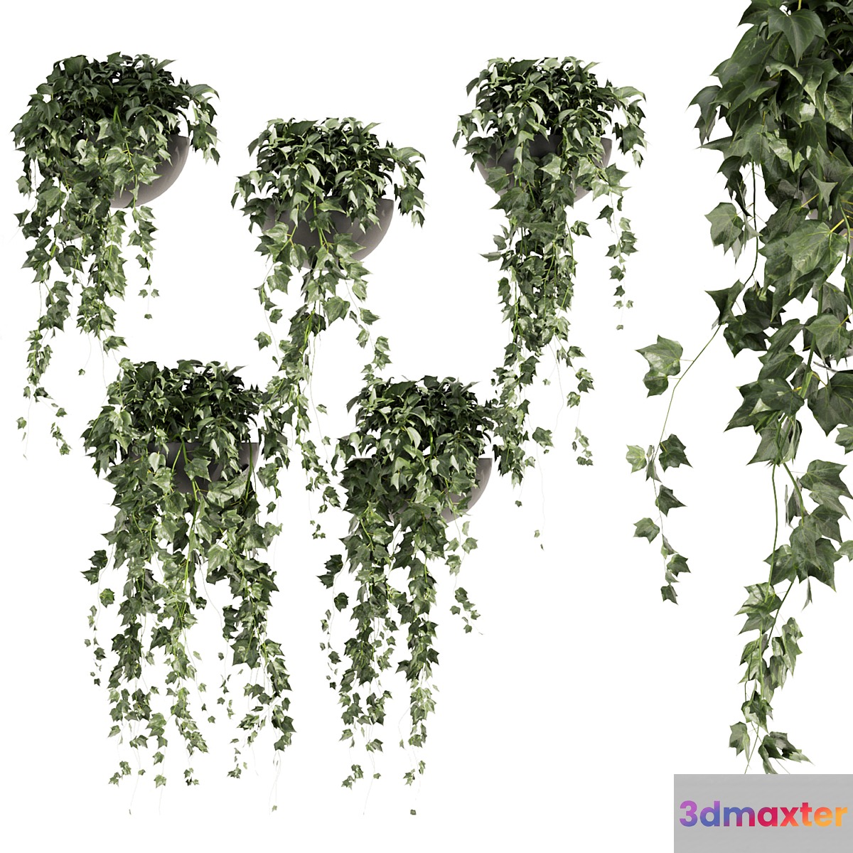 Collection plant vol 422 - Hedera - hanging - ampelous - indoor - ivy 3D Max