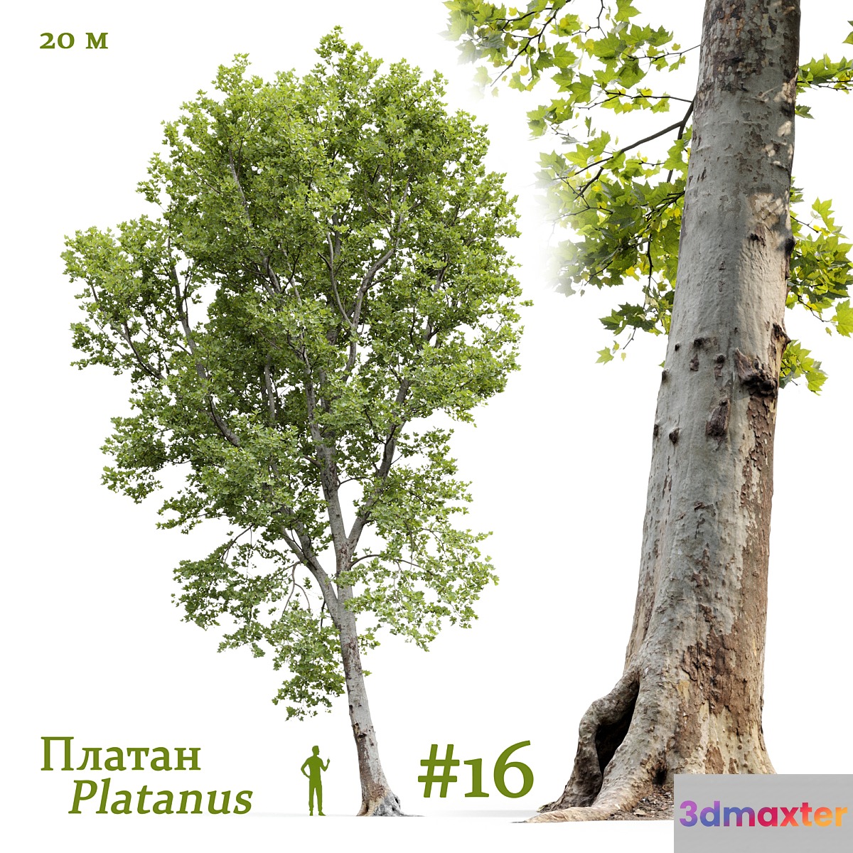Plane-tree _ Sycamore _ Platanus #16