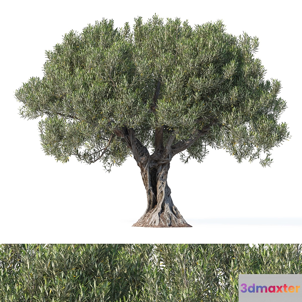 Olive tree 8 3D Max