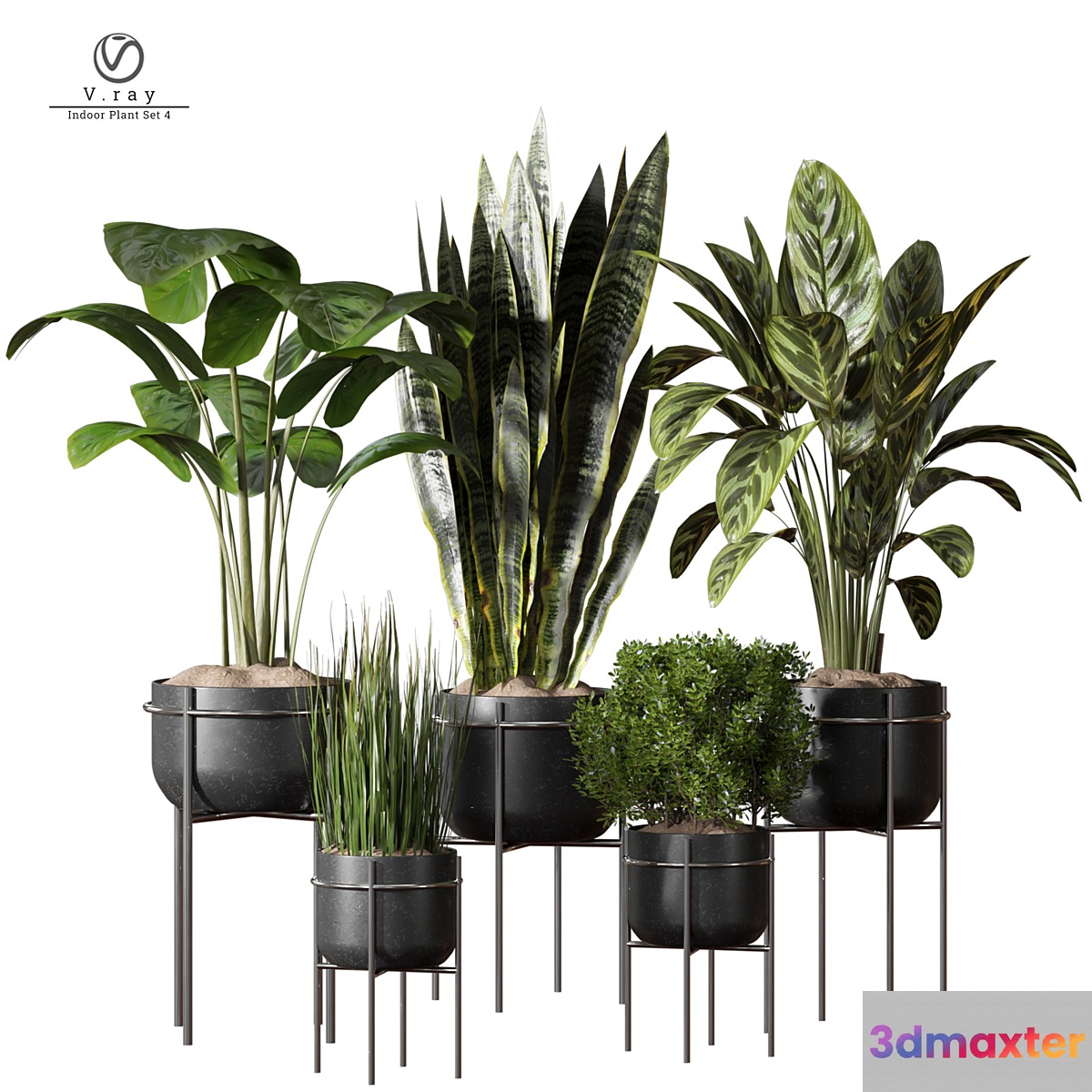 indoor Plant 4 3D Max