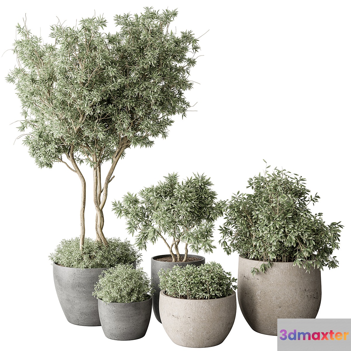 Outdoor Plant 488 - Pine Plants