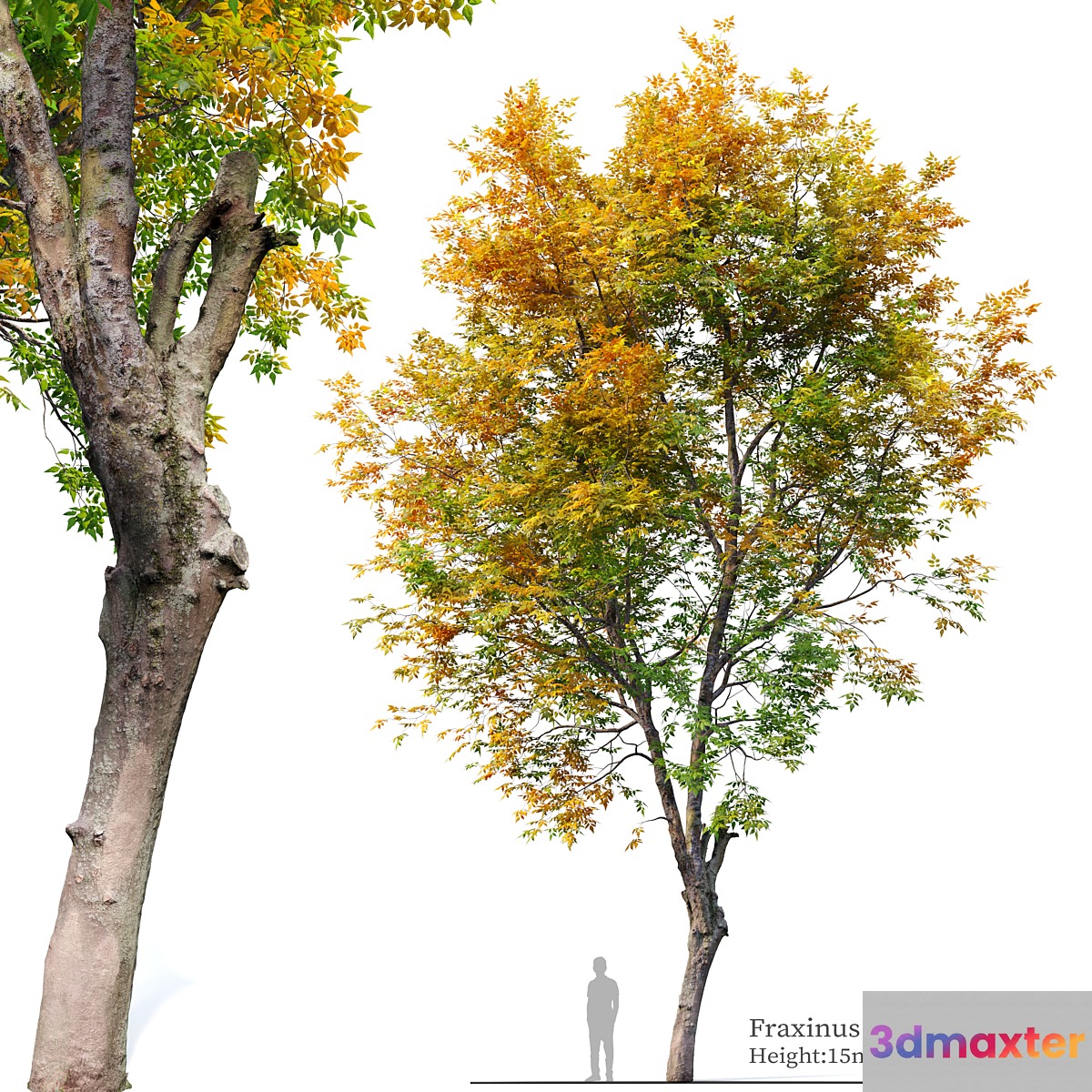 Fraxinus excelsior 02 - No.2 3D Max