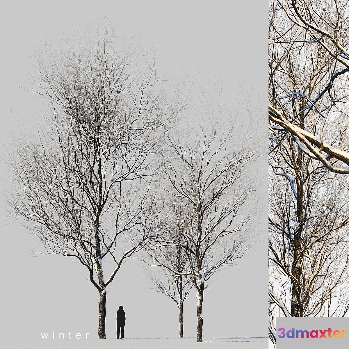 snow-covered trees