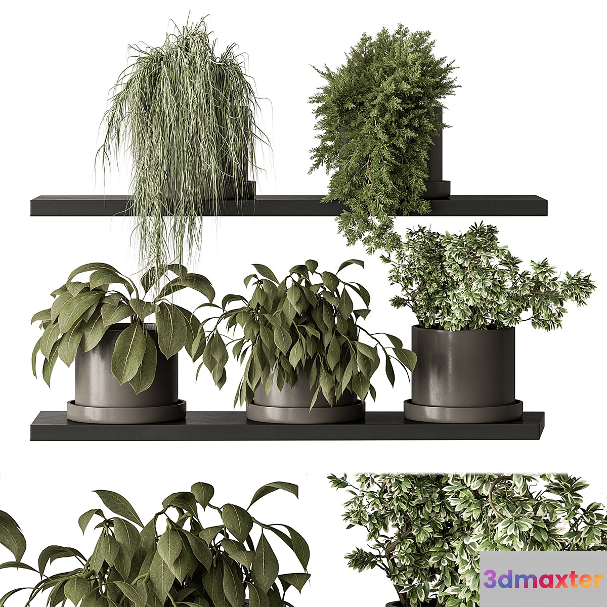 indoor Plant 466 - Small Plant pot