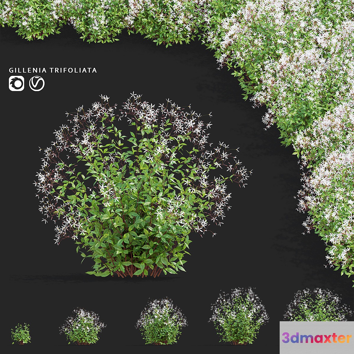 Gilenia trifoliate flowers | Gillenia trifoliata 3D Max