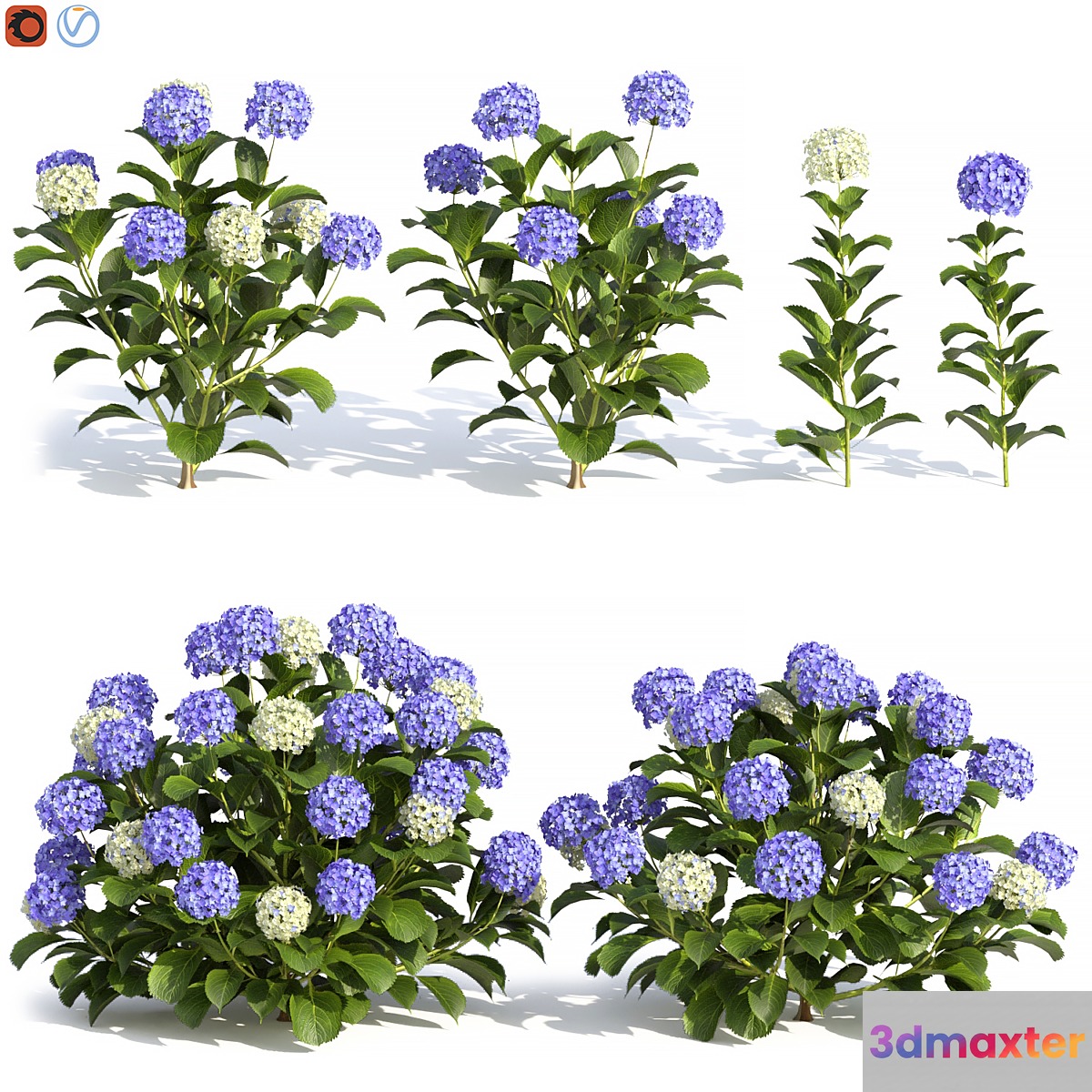 Hydrangea Flowers 3D Max