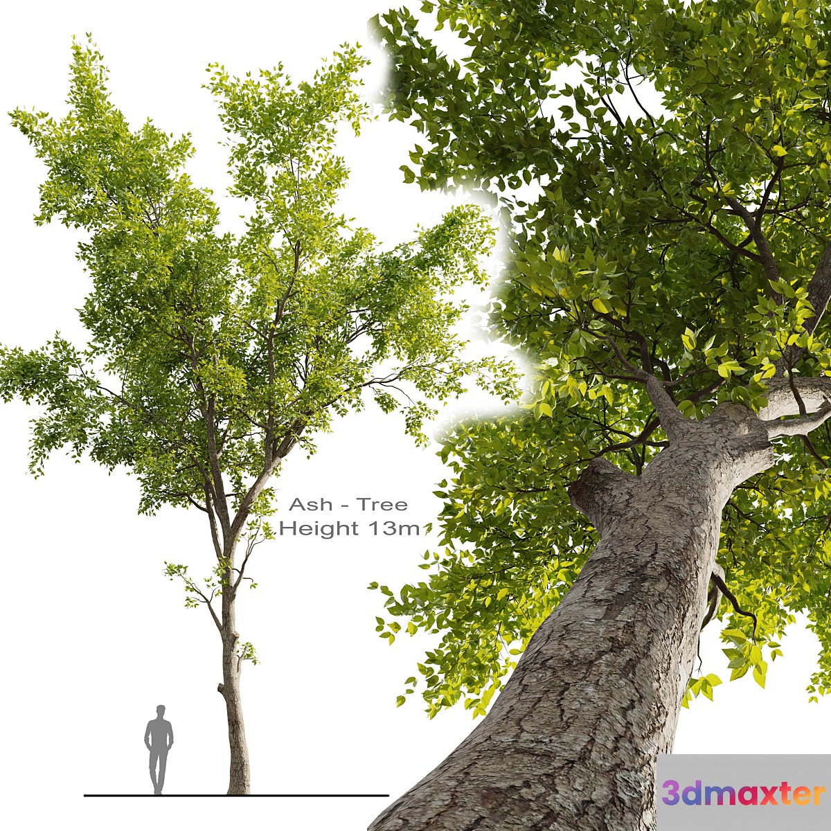 Ash Tree 01 3D Max