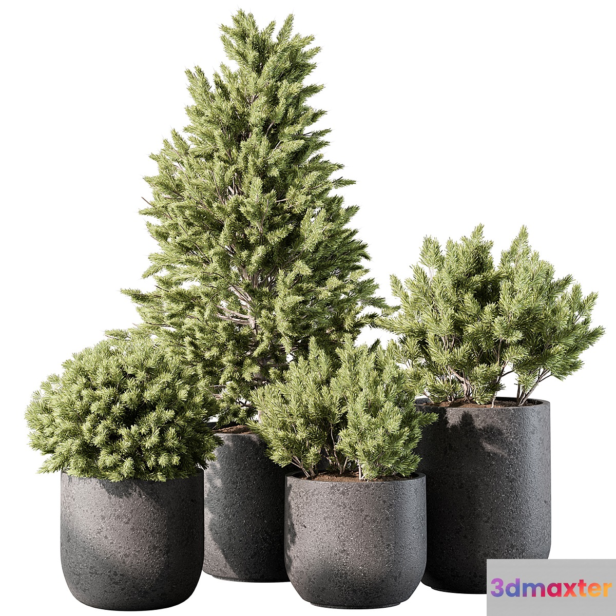 Outdoor Plant 496 - Pine Plants
