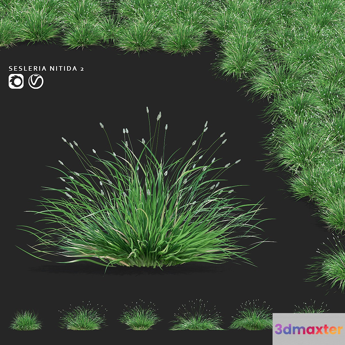 Sesleria brilliant ornamental grasses | Sesleria nitida 2 3D Max