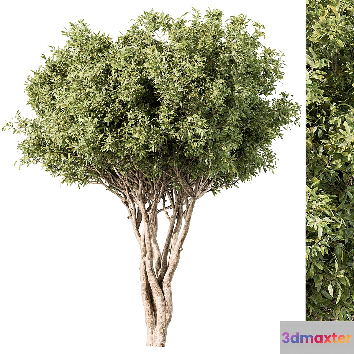 Tree Green Maple - Set 139 3D Max
