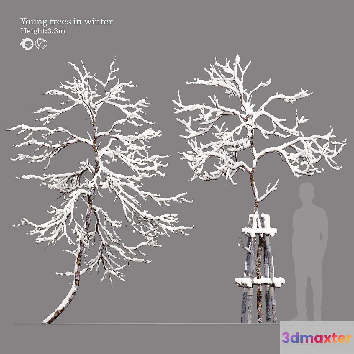 winter young trees
