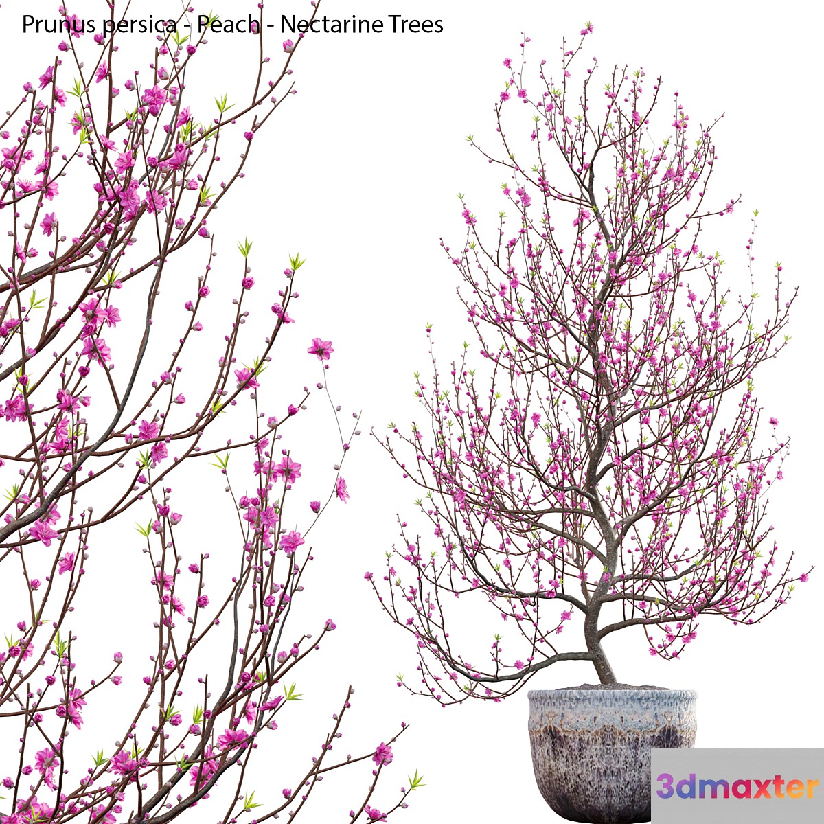 Prunus persica - Peach - Nectarine Trees - 01