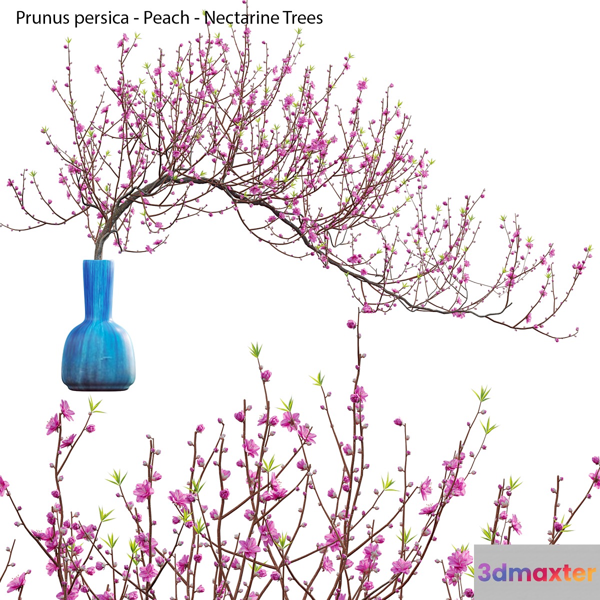 Prunus persica - Peach - Nectarine Trees - 04