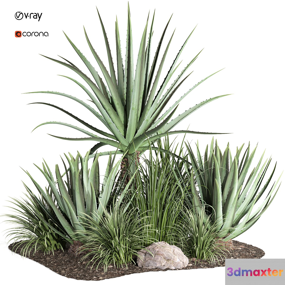 outdoor plant003 Aloevera Agave MacDougalii bush collection plant garden 3D Max