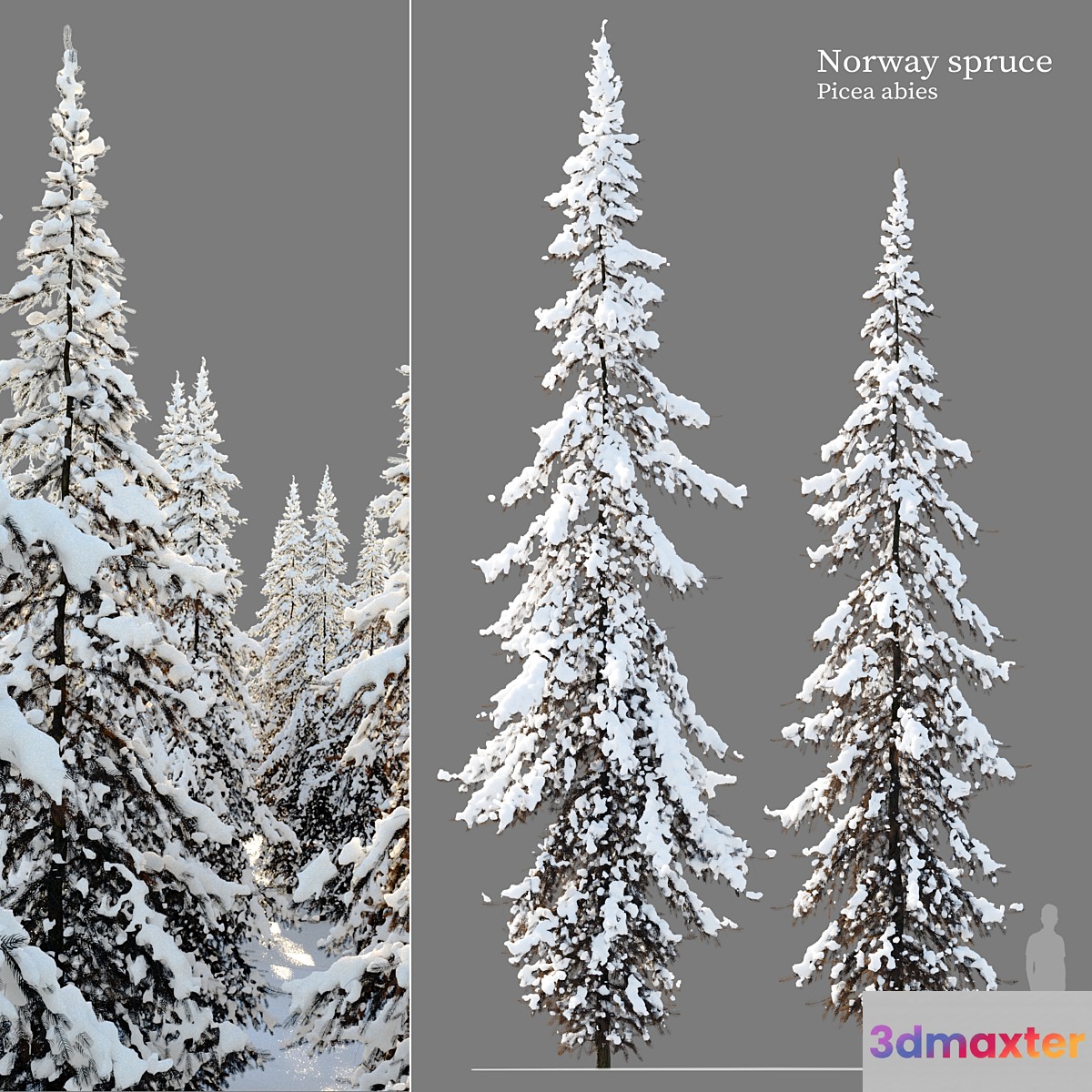 Winter Norway Spruce 02