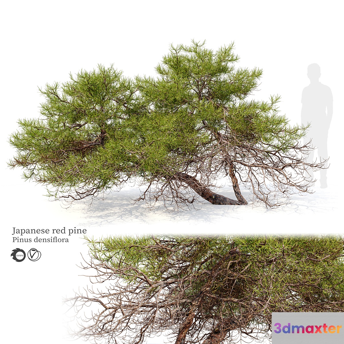 Japanese red pine 3D Max