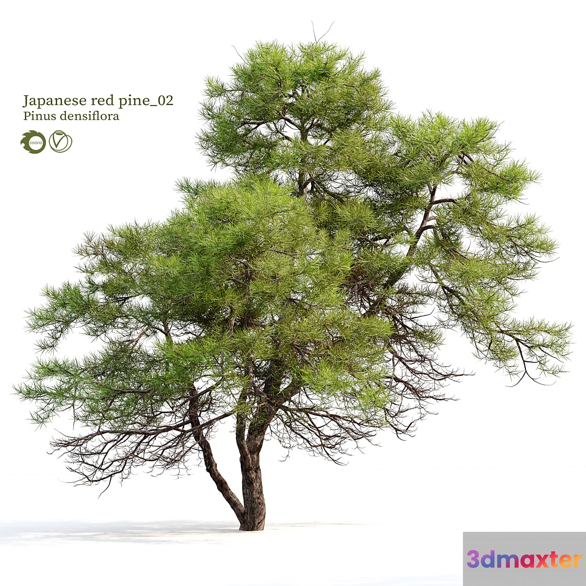 Japanese red pine 02 3D Max