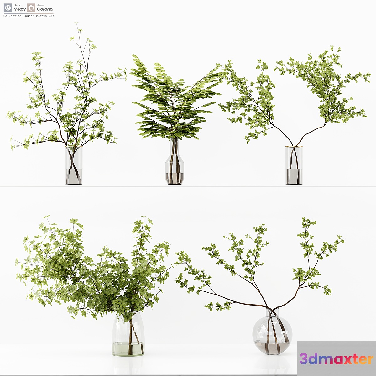 Collection Indoor Plants 037 3D Max
